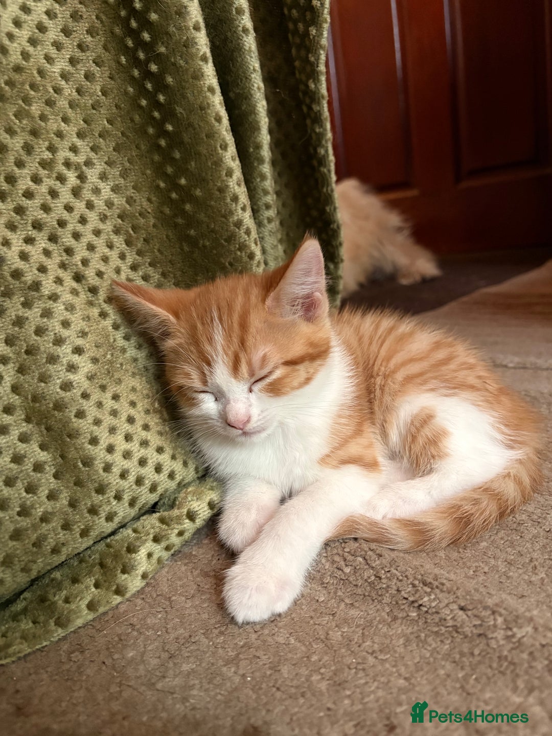 Domestic Shorthair cats for sale: 4 beautiful fluffy kitten ready to go  - Image 3
