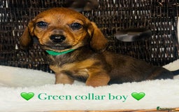 Miniature Dachshund dogs for sale: Stunning miniature daschund puppies  - Image 1