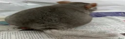 Chinchilla rodents for sale: Bertie, beautiful Beige boy - Advert 8