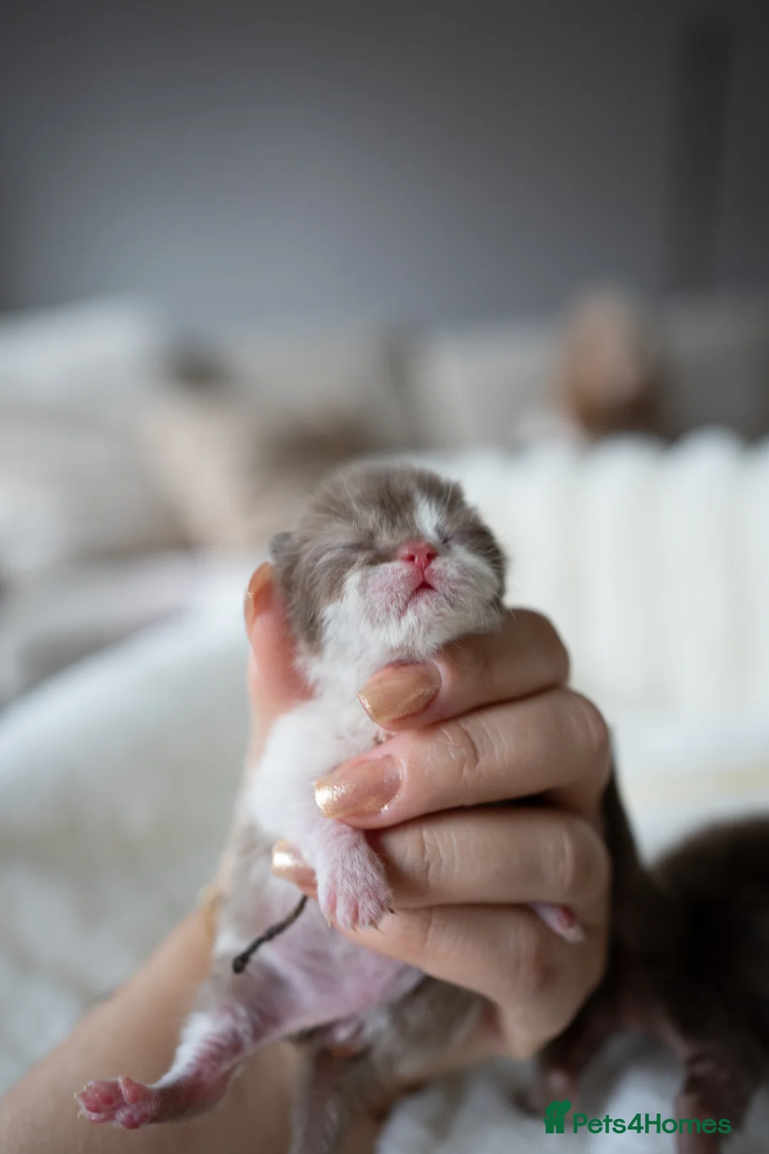 British Shorthair cats for sale: ✨Chocolate Delights ✨ - Advert 8