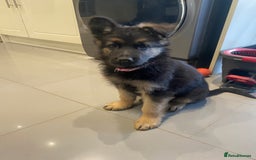 German Shepherd dogs for sale: KC Reg. Amazing Beautiful Girls Awaiting A Home ❤️ - Image 31