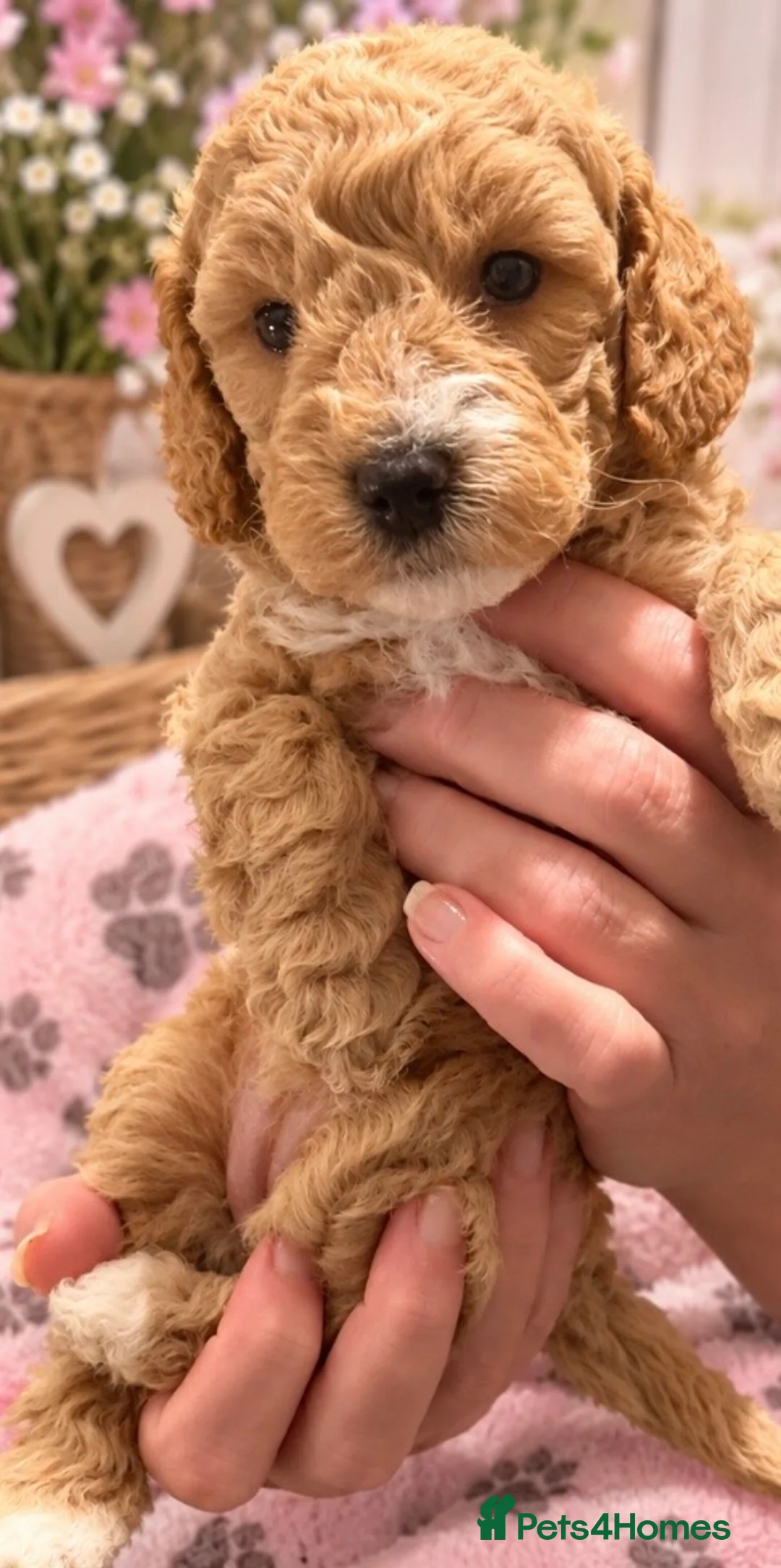 Cockapoo dogs for sale: 1 beautiful little girl 1 beautiful boy 🩷💙 - Advert 9