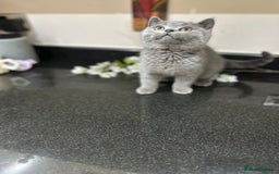British Shorthair cats for sale: Blue British Shorthair registered Full Pedigree  - Image 25