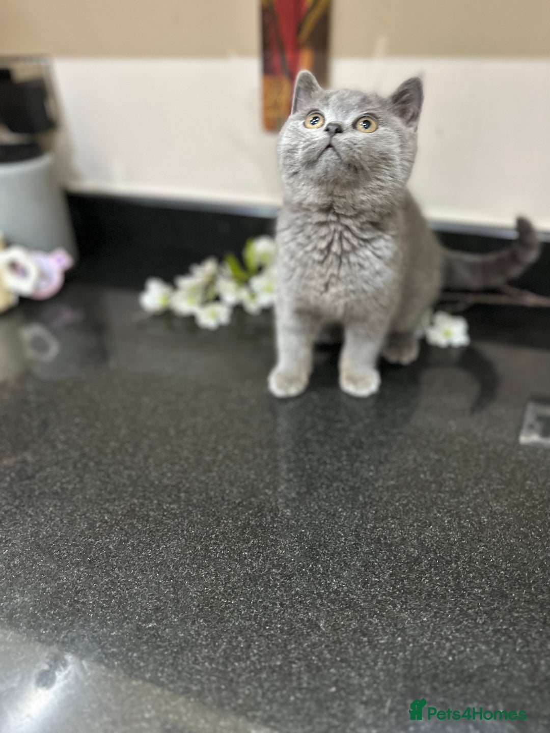British Shorthair cats for sale: Blue British Shorthair registered Full Pedigree  - Image 25