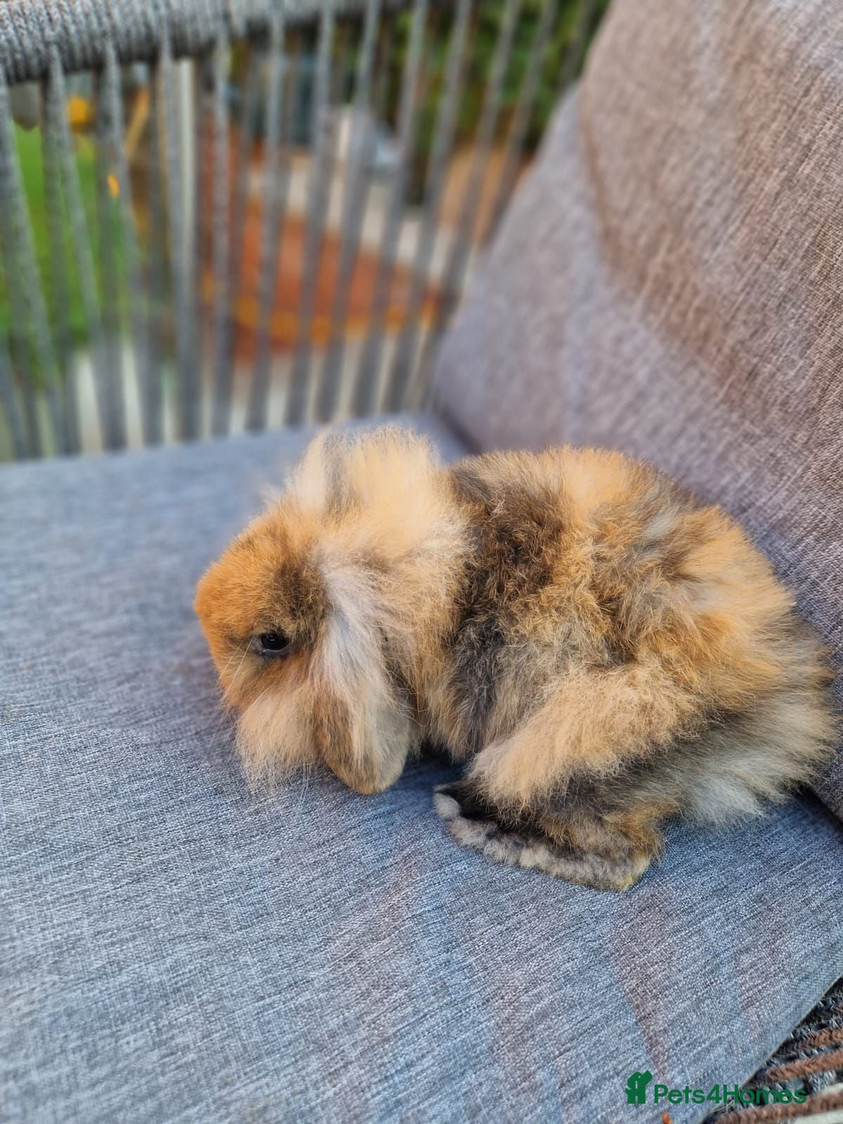 Mini Lop rabbits 4 x Mini Lion Lop 2 born June 2 born July  - Advert 1