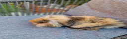 Mini Lop rabbits for sale: 4 x Mini Lion Lop 2 born June 2 born July  - Advert 1
