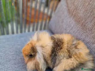 Mini Lop rabbits 2 x Mini Lion Lop ready to collect - Advert 3