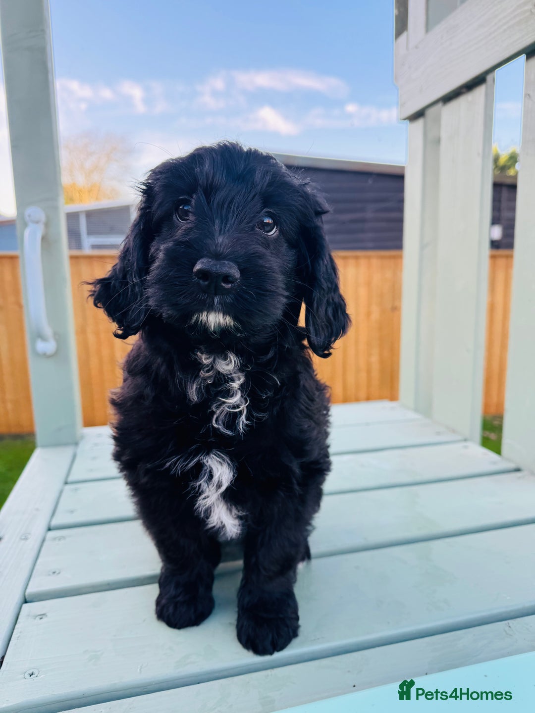 Cockapoo dogs for sale: Cockapoo Babies 🐾🐾🐾 - Advert 8