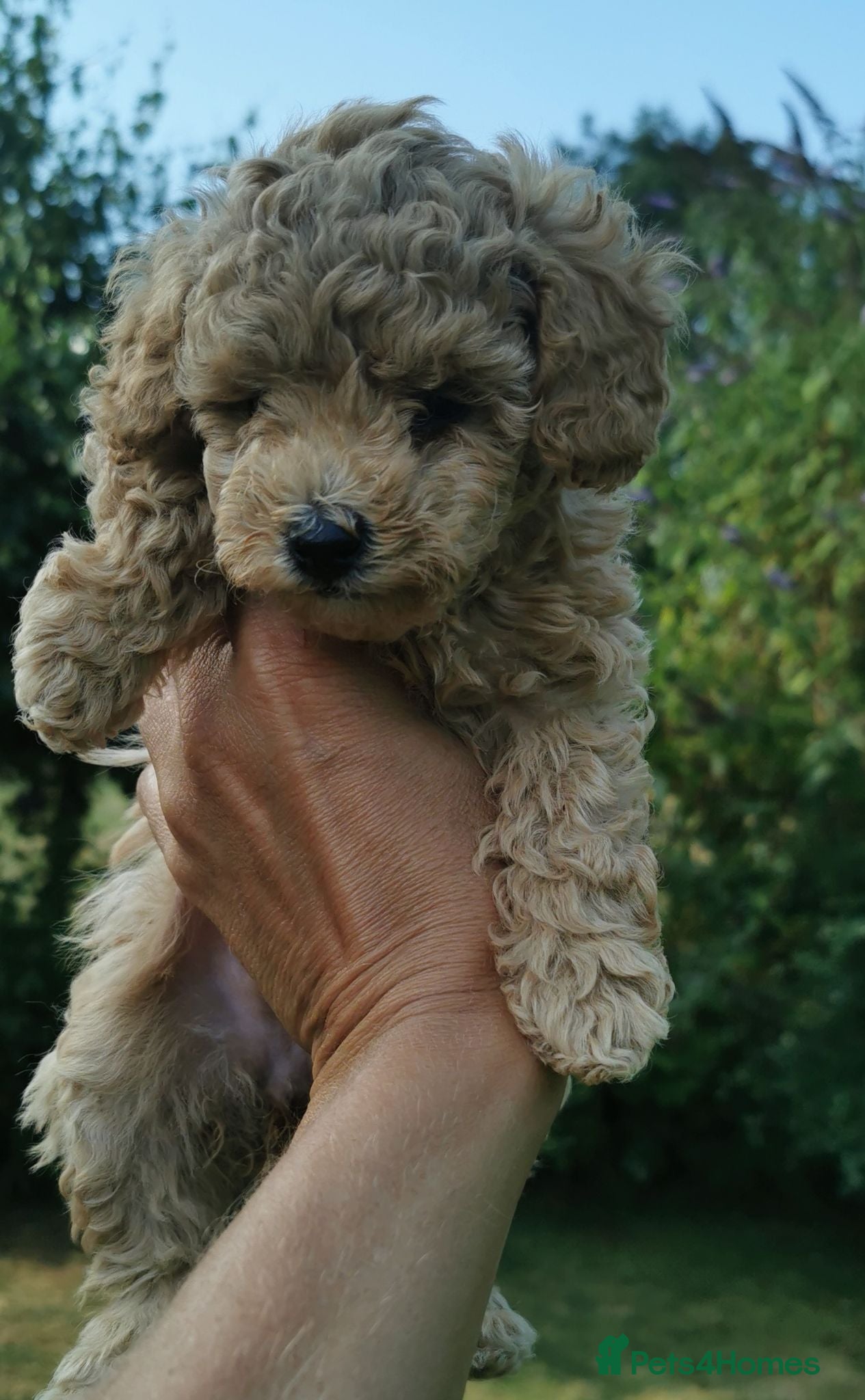 Toy Poodle dogs Stunning litter of Toy Poodles  - Advert 5