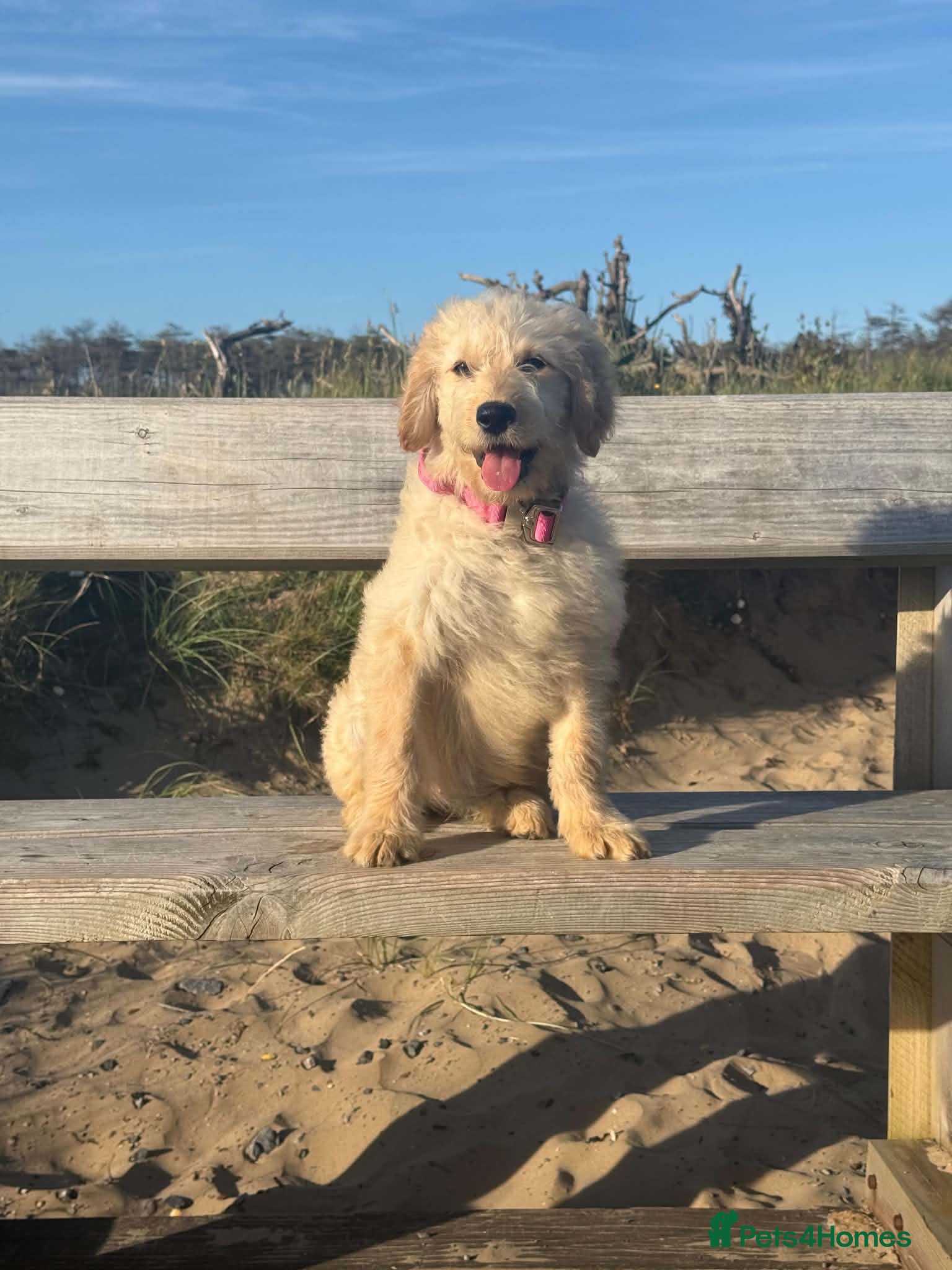 Goldendoodle dogs Beautiful Trained Goldendoodle Puppies! - Advert 2