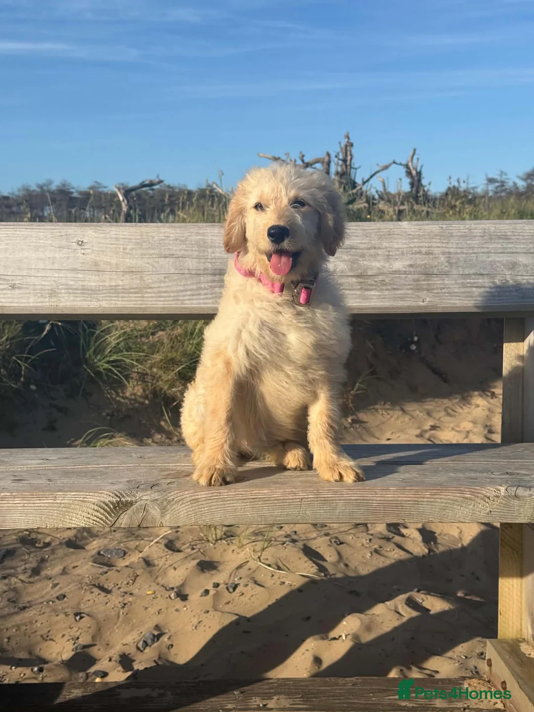 Goldendoodle dogs for sale: Beautiful Trained Goldendoodle Puppies! in Knighton - Advert 2