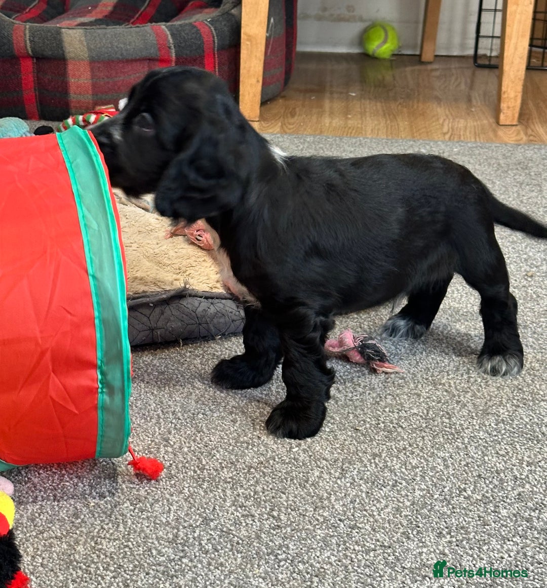 Cocker Spaniel dogs for sale: Handsome cocker spaniel boys - Image 10