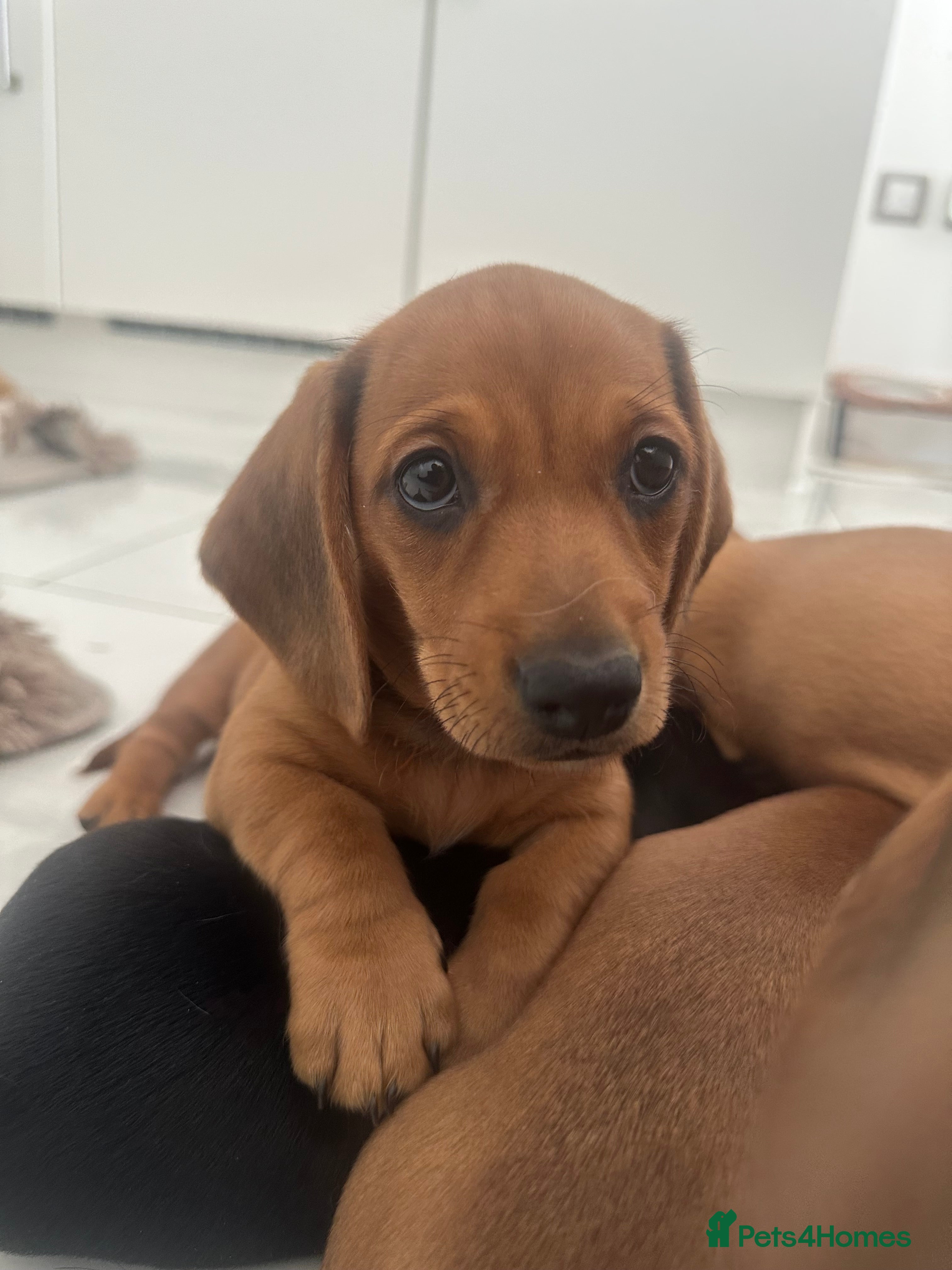 Miniature Dachshund dogs REDUCED! KC bloodline| 3 red girls now Ready   - Advert 2