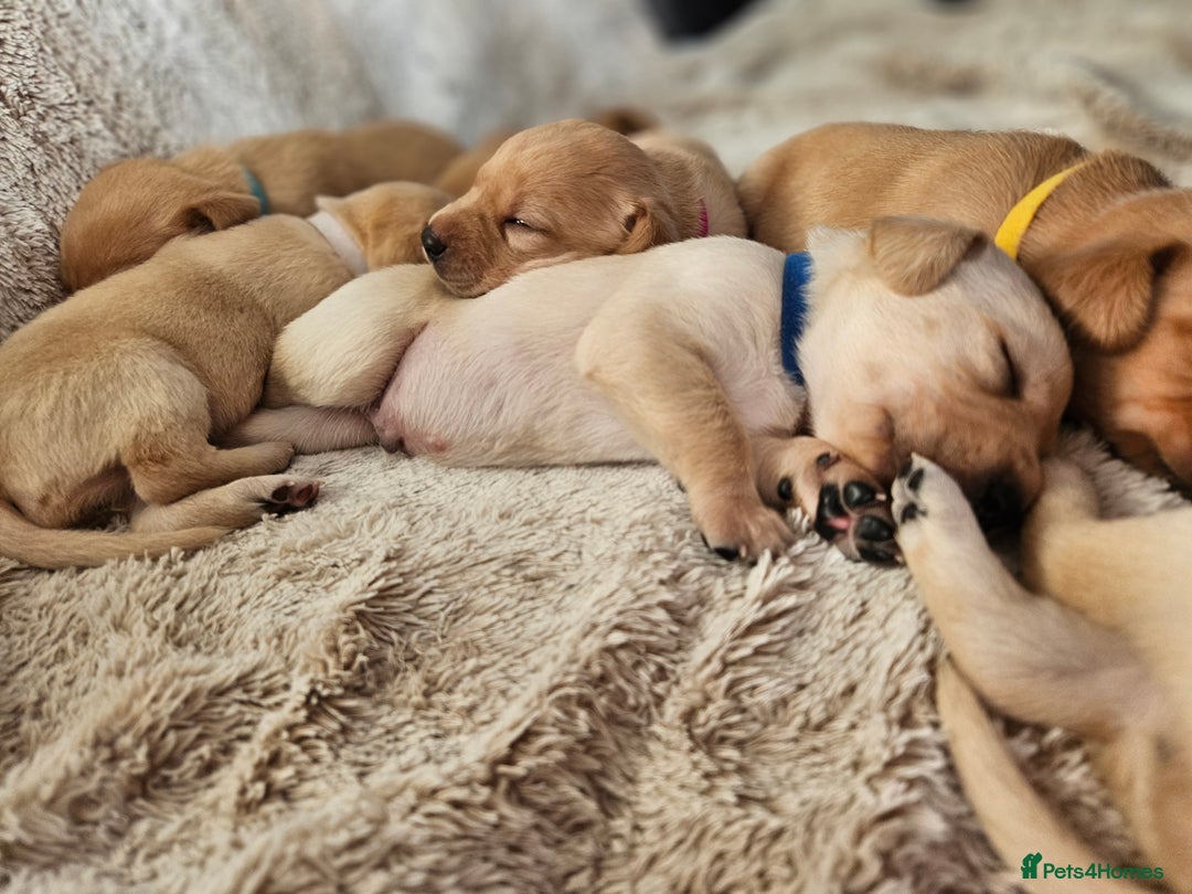 Labrador Retriever dogs for sale: KC Registered Labrador Puppies – Family Raised - Advert 18