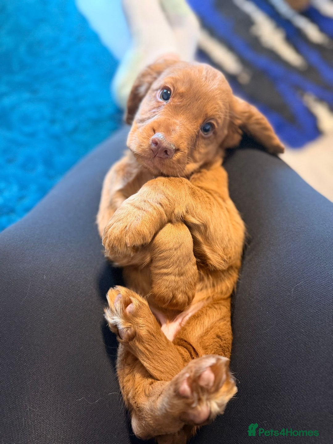 Cocker Spaniel dogs for sale: KC Reg Red Cocker Boy - Advert 2