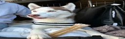 Siberian Husky dogs for stud: Imported Blue Eyed, Red & White Husky Stud - Advert 3