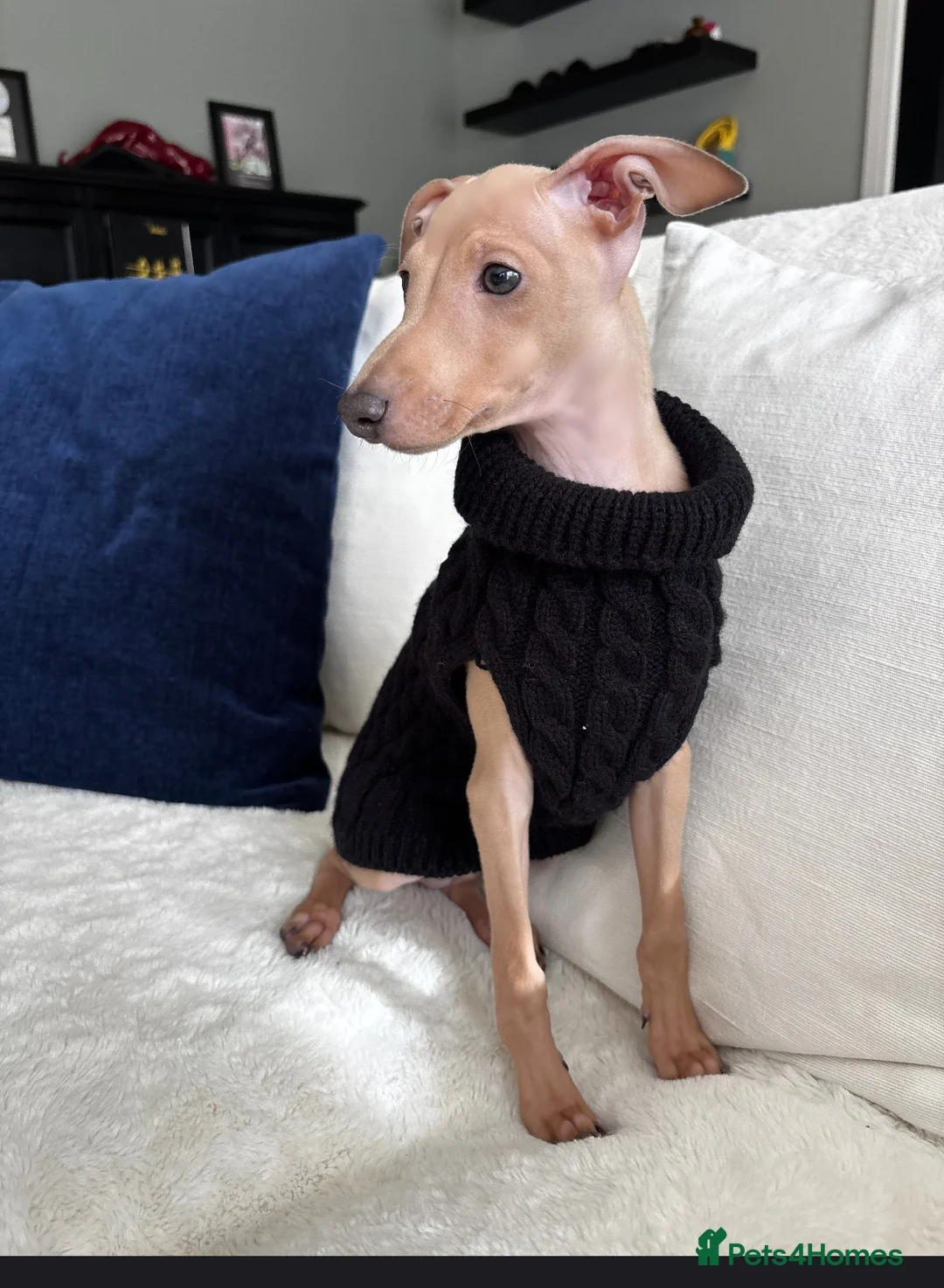 Italian Greyhound dogs for sale: Stunning KC Italian Greyhound Boy Low COI 0.5% - Advert 6