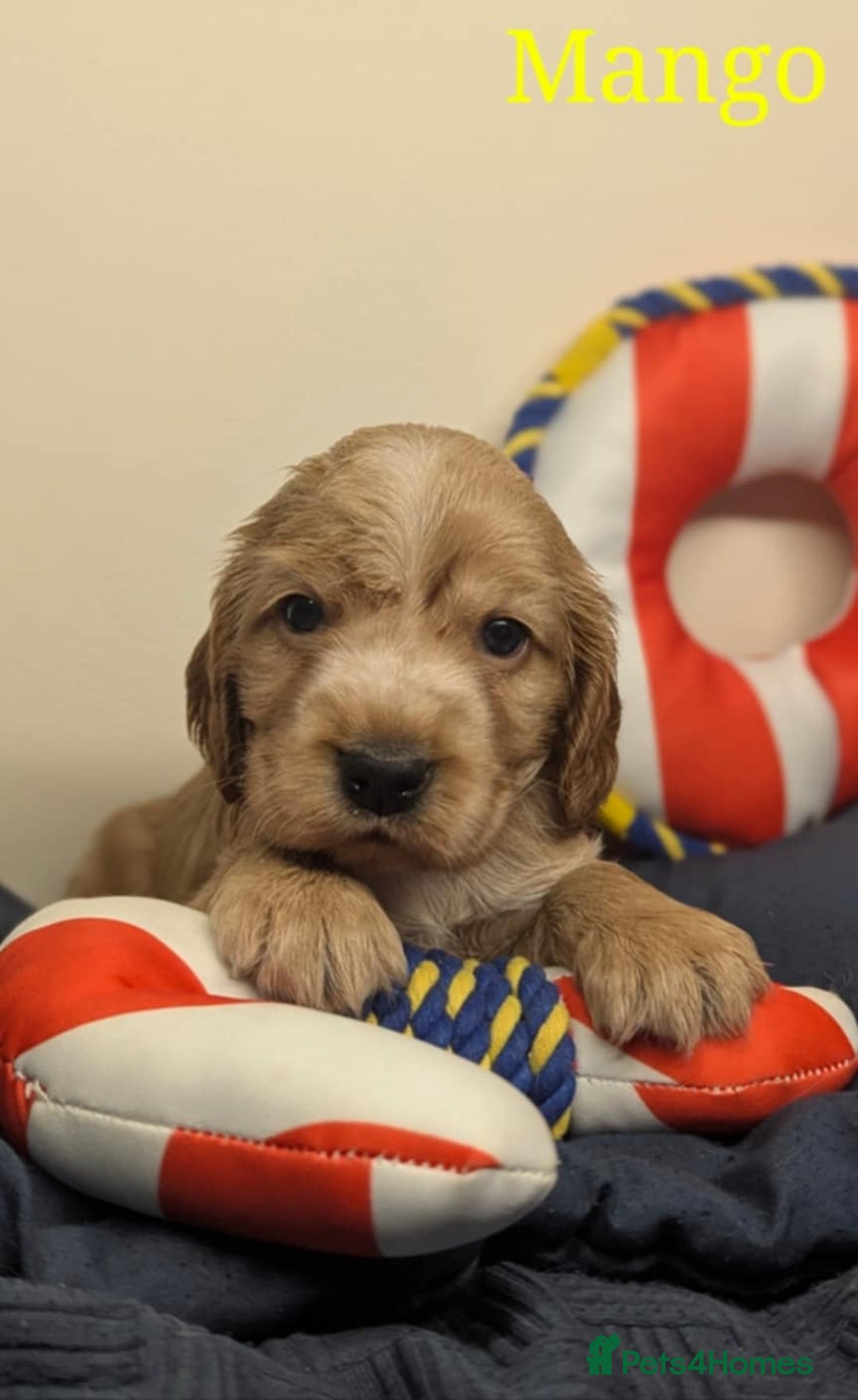 Cocker Spaniel dogs for sale: Show cockers - Image 27