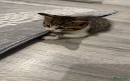 Domestic Shorthair cats for sale: 4 Domestic Shorthair Kittens - Image 2