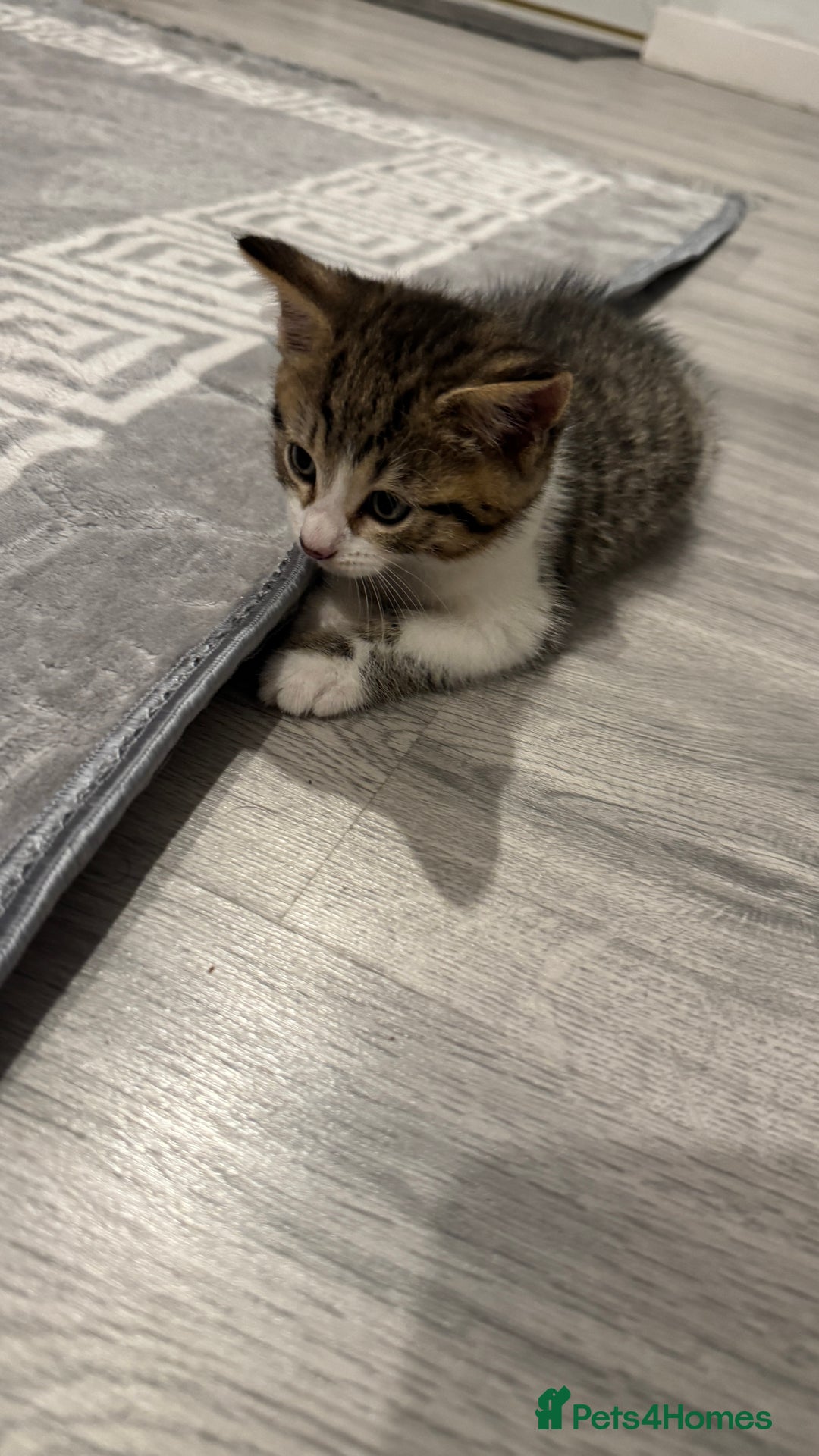 Domestic Shorthair cats for sale: 4 Domestic Shorthair Kittens - Image 2