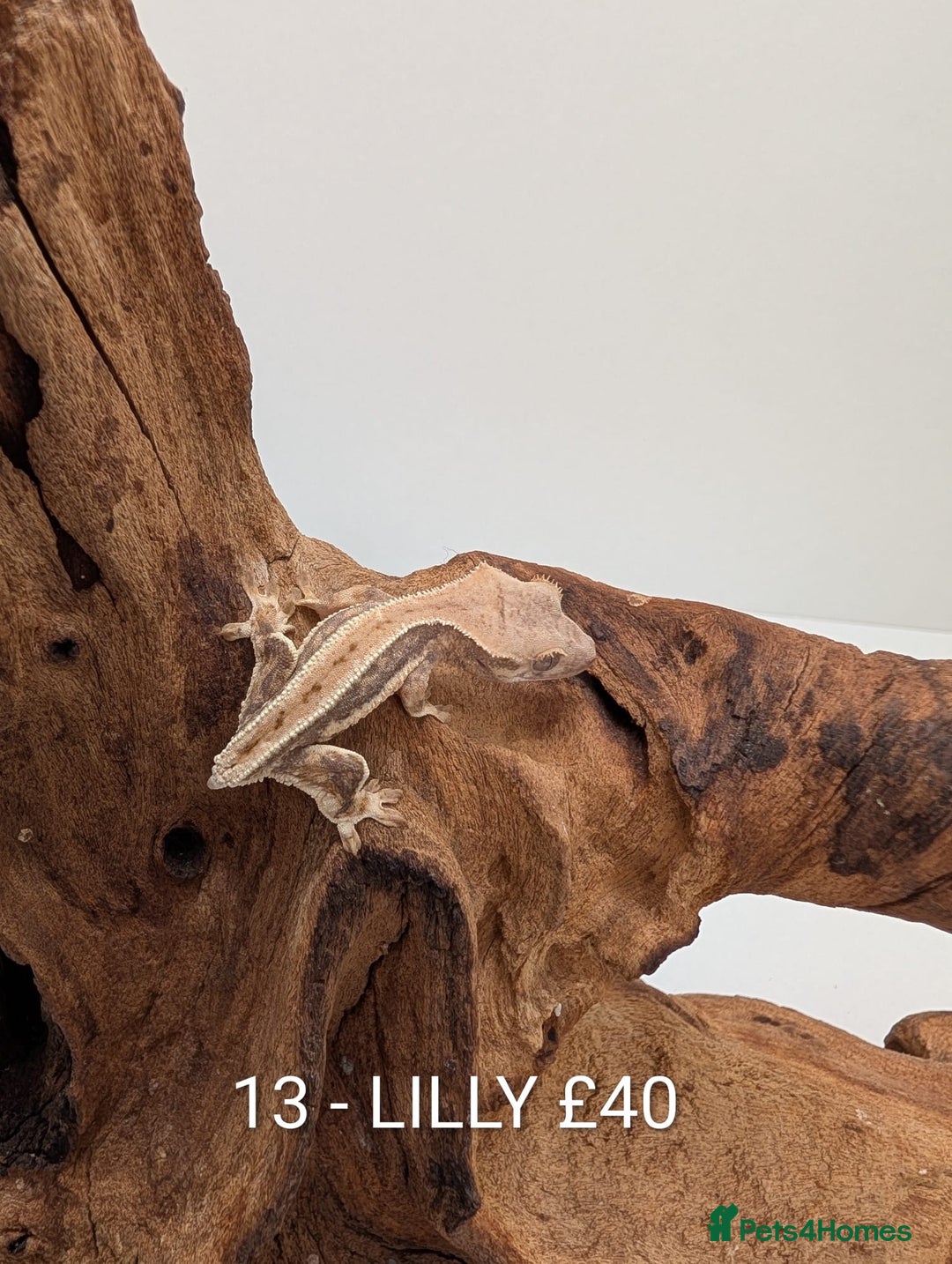 Gecko reptiles for sale: Beautiful baby crested geckos! - Advert 12