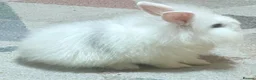 Lionhead rabbits for sale: Cute lion head very friendly  in Bedford - Advert 1