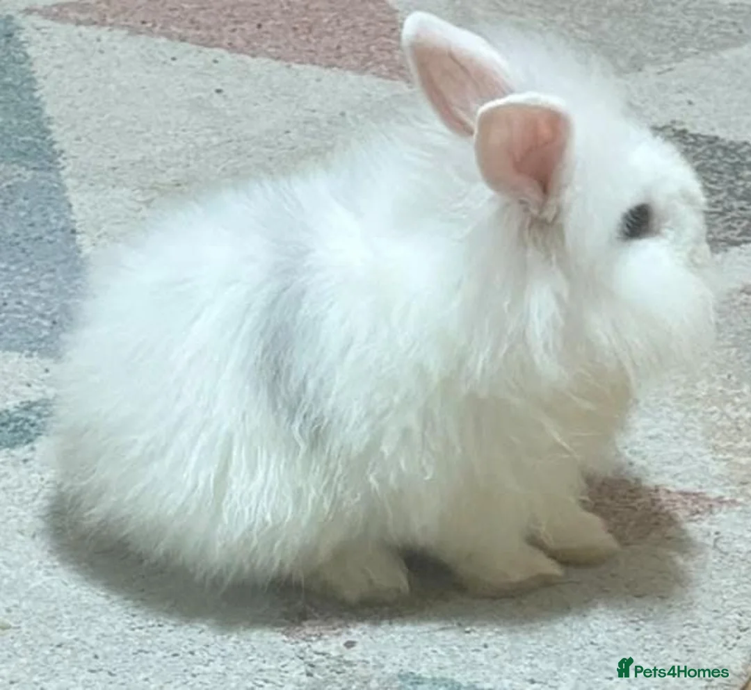 Lionhead rabbits for sale: Cute lion head very friendly  in Bedford - Advert 1