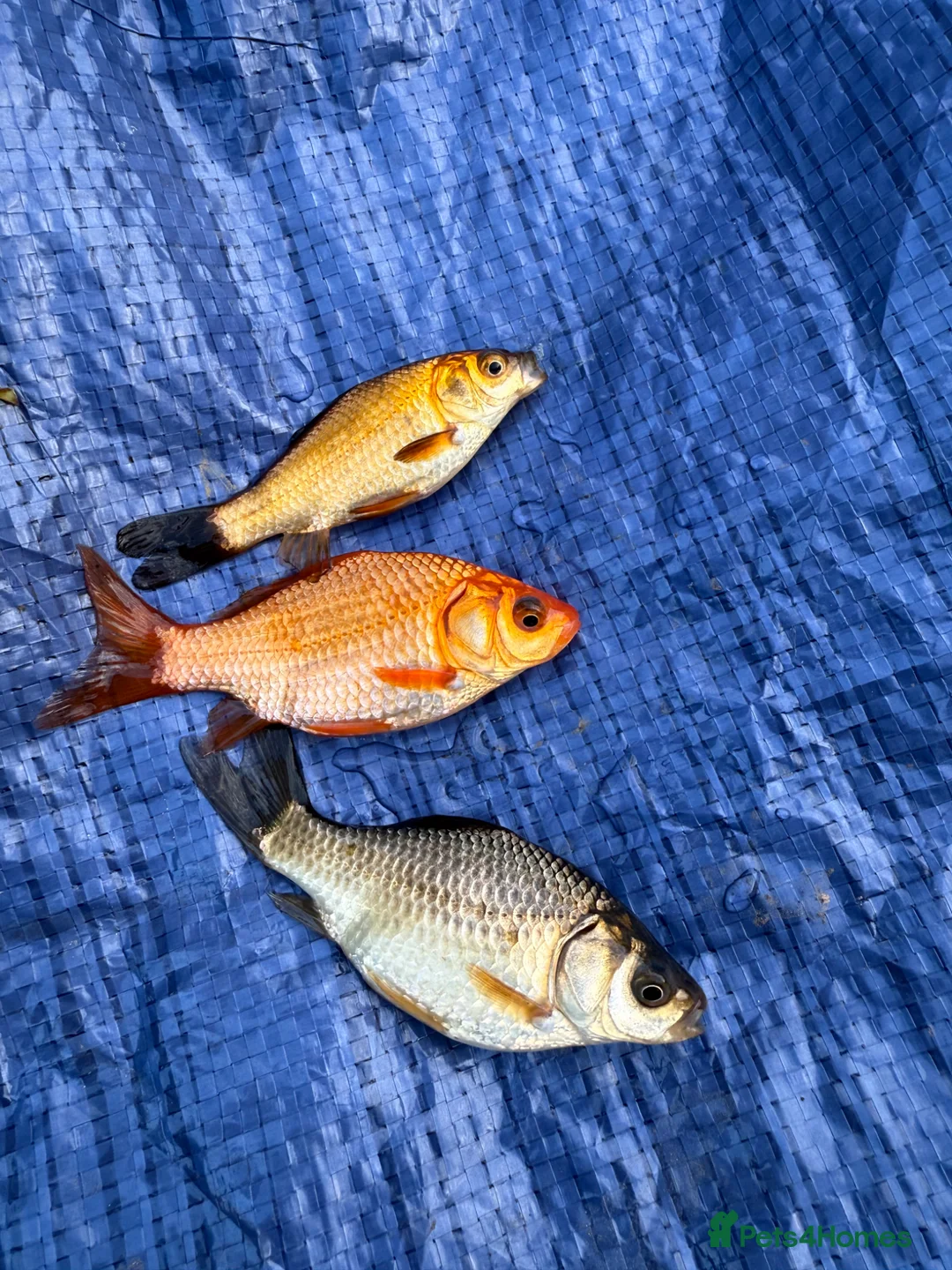 Goldfish fish for sale: Various Goldfish available  in Cheltenham - Advert 1