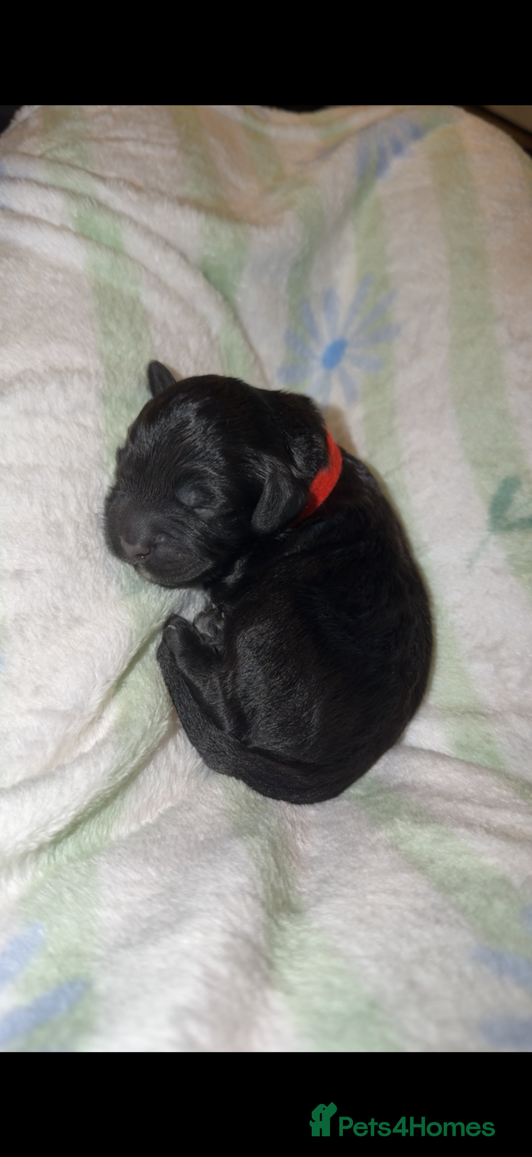 Cockapoo dogs for sale: Beautiful litter of cockapoos - Advert 6