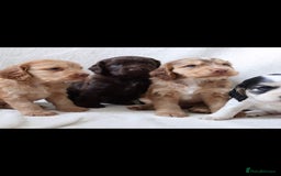 Sprocker dogs for sale: Sprocker for sale - Image 7
