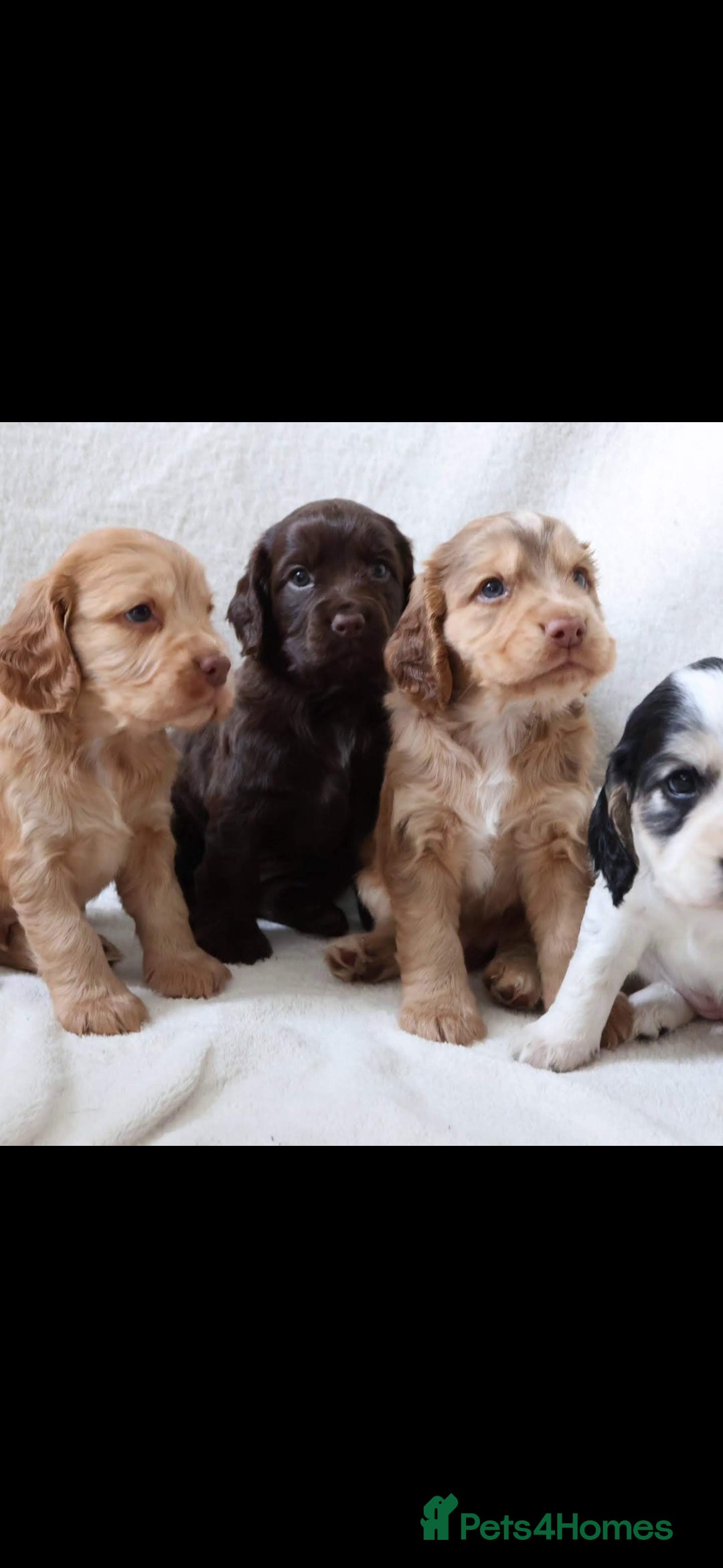 Sprocker dogs for sale: Sprocker for sale - Image 7