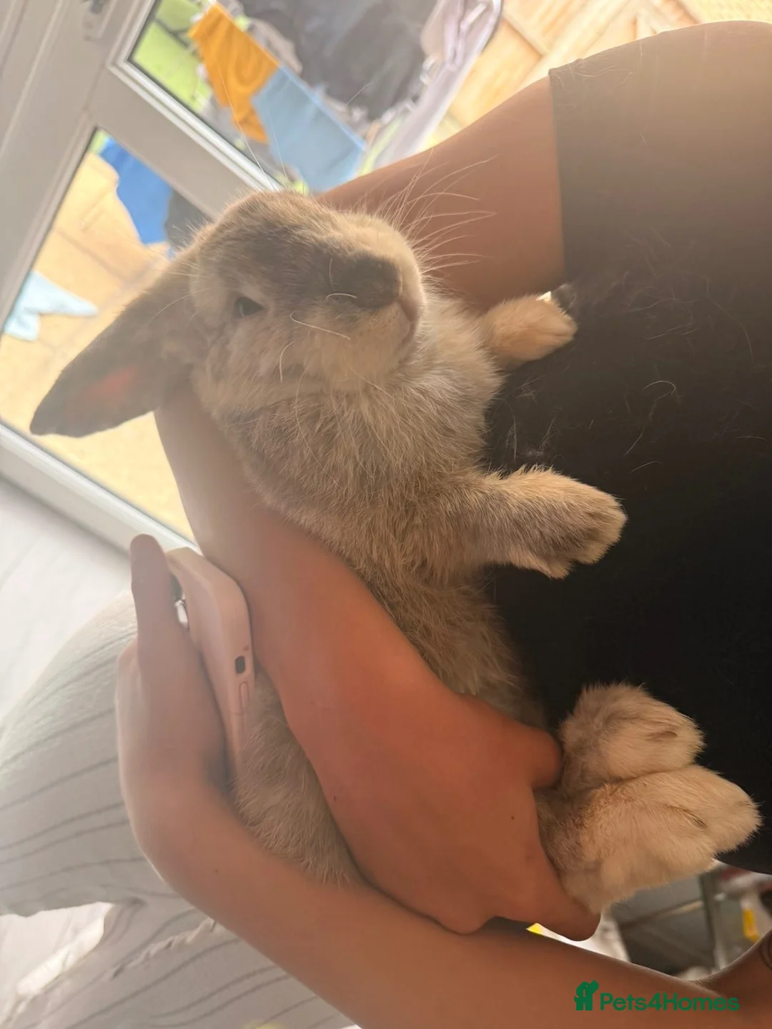 Mixed Breed rabbits for sale:  rehoming due to a broken bond in Chatham - Advert 2