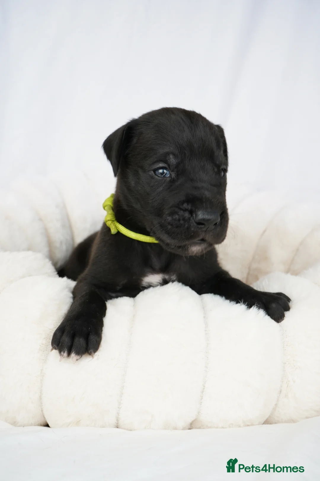 Great Dane dogs for sale: Health Tested KC reg Great Dane puppies - Advert 17