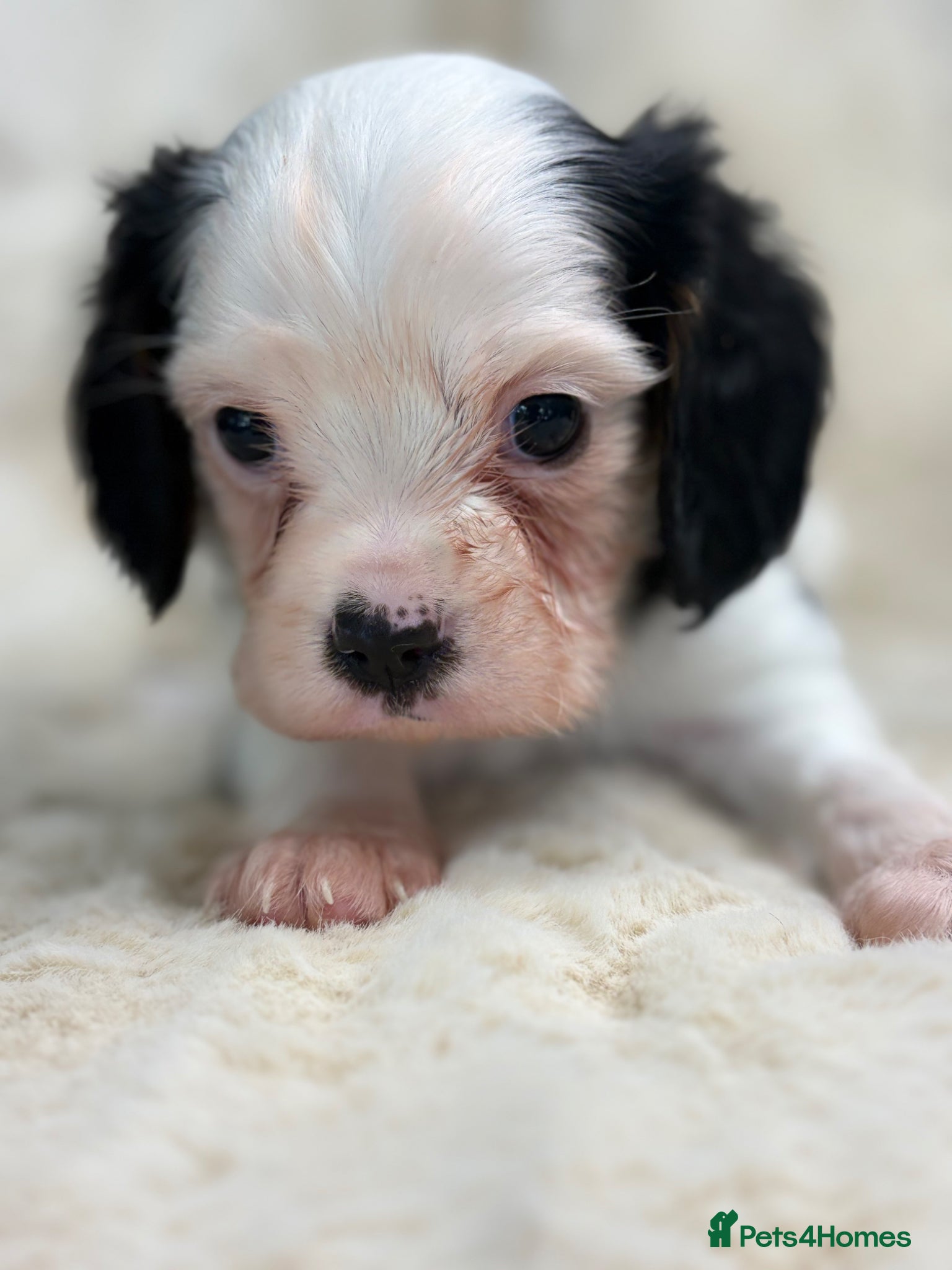 Cavalier King Charles Spaniel dogs for sale: Health tested cavalier pups  - Advert 18