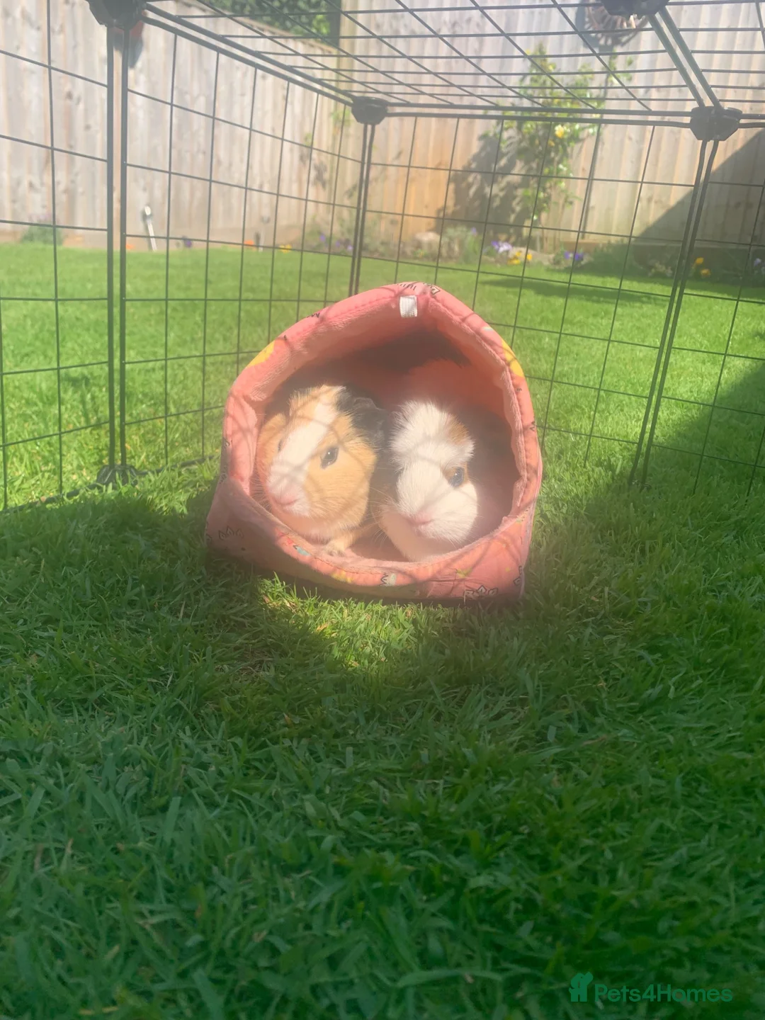 Guinea Pig rodents for sale: 2 Bonded Male Guinea pigs  in Mold - Advert 3