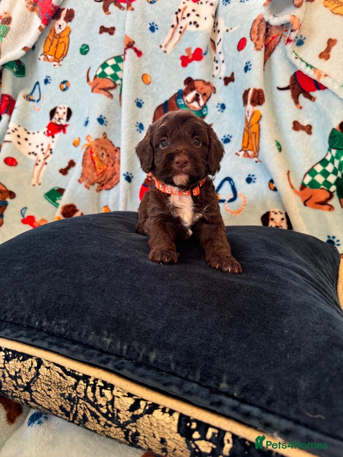 Cockapoo dogs Exceptional F1 Cockapoo puppies  - Advert 1