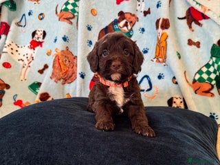 Cockapoo dogs Exceptional F1 Cockapoo puppies - Advert 1