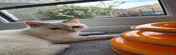 British Shorthair cats for sale: British Shorthair in Hinckley - Advert 3