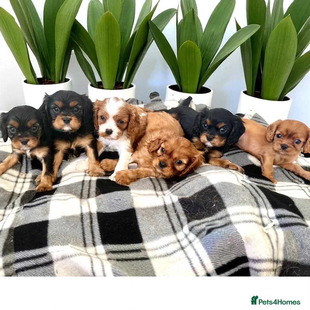 Cavapoo dogs for sale: F1 Cavapoo Pups Due Soon! 🍫Chocolate Carriers🍫  - Image 6