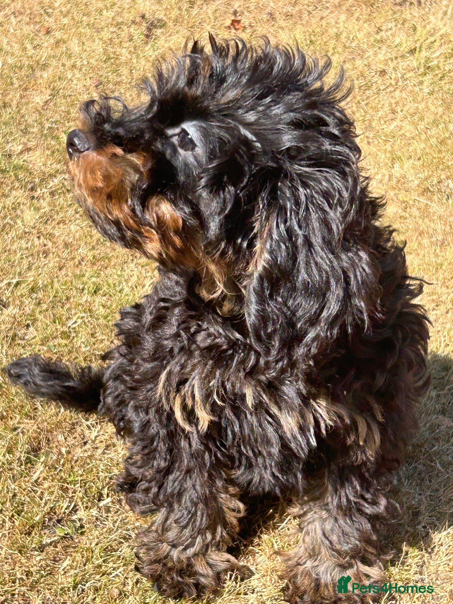 Cockapoo dogs cockapoo puppies for sale  - Advert 2