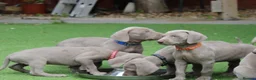 Weimaraner dogs for sale: Stunning pedigree pups-London, due on 24 July - Advert 9