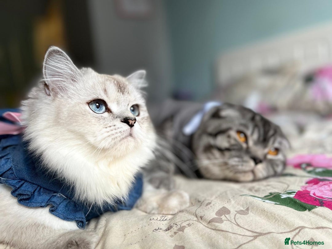 Scottish Fold cats for sale: Purrfect kitten  - Advert 2