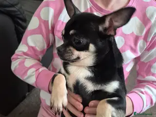 Chihuahua dogs Beautiful Chihuahua girl - Advert 2