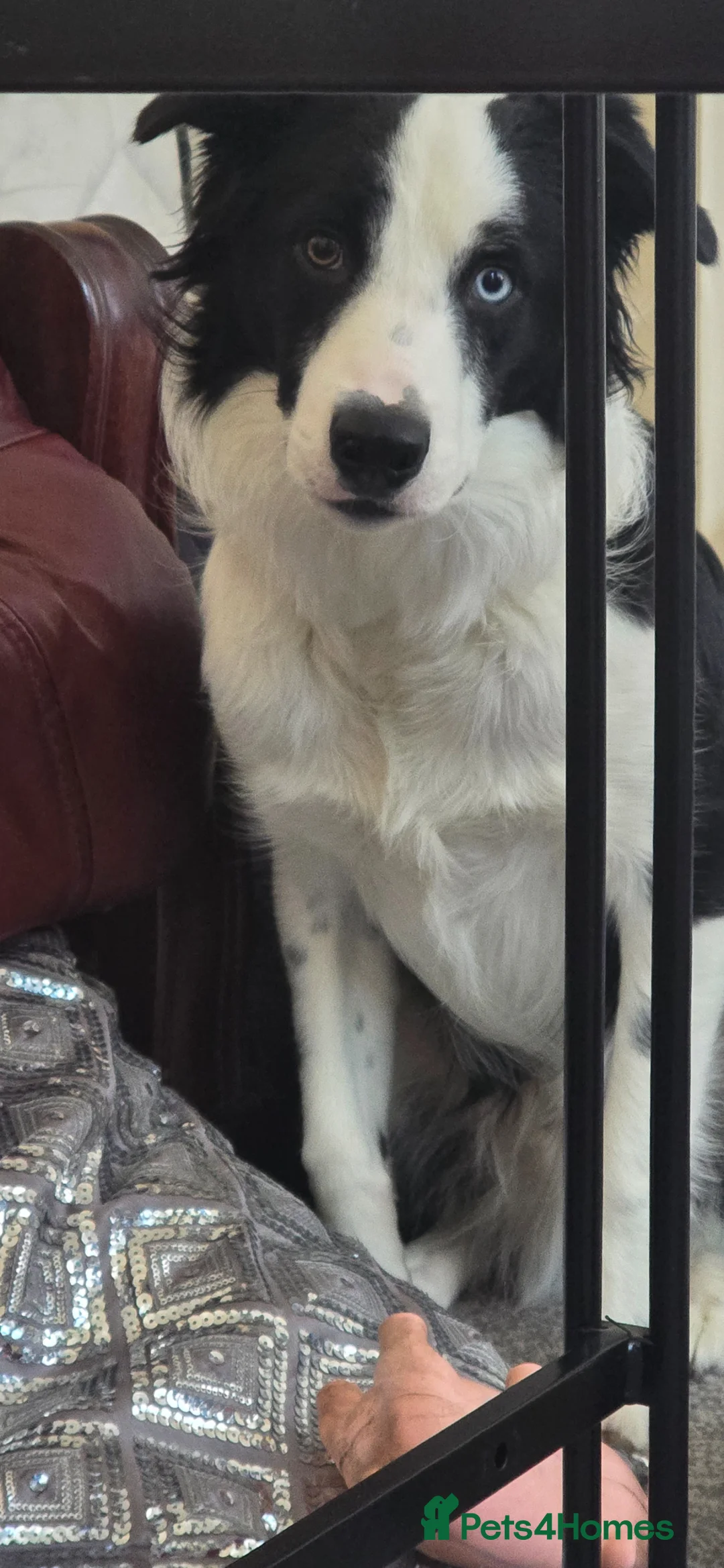 Border Collie dogs for adoption: 1yr Old Border Collie Male in Mansfield - Advert 1