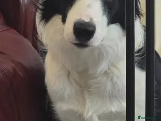Border Collie dogs 1yr Old Border Collie Male - Advert 3