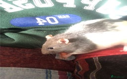 Rat rodents for sale: 2 Male rats - Image 1