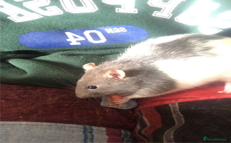 Rat rodents - Advert 1