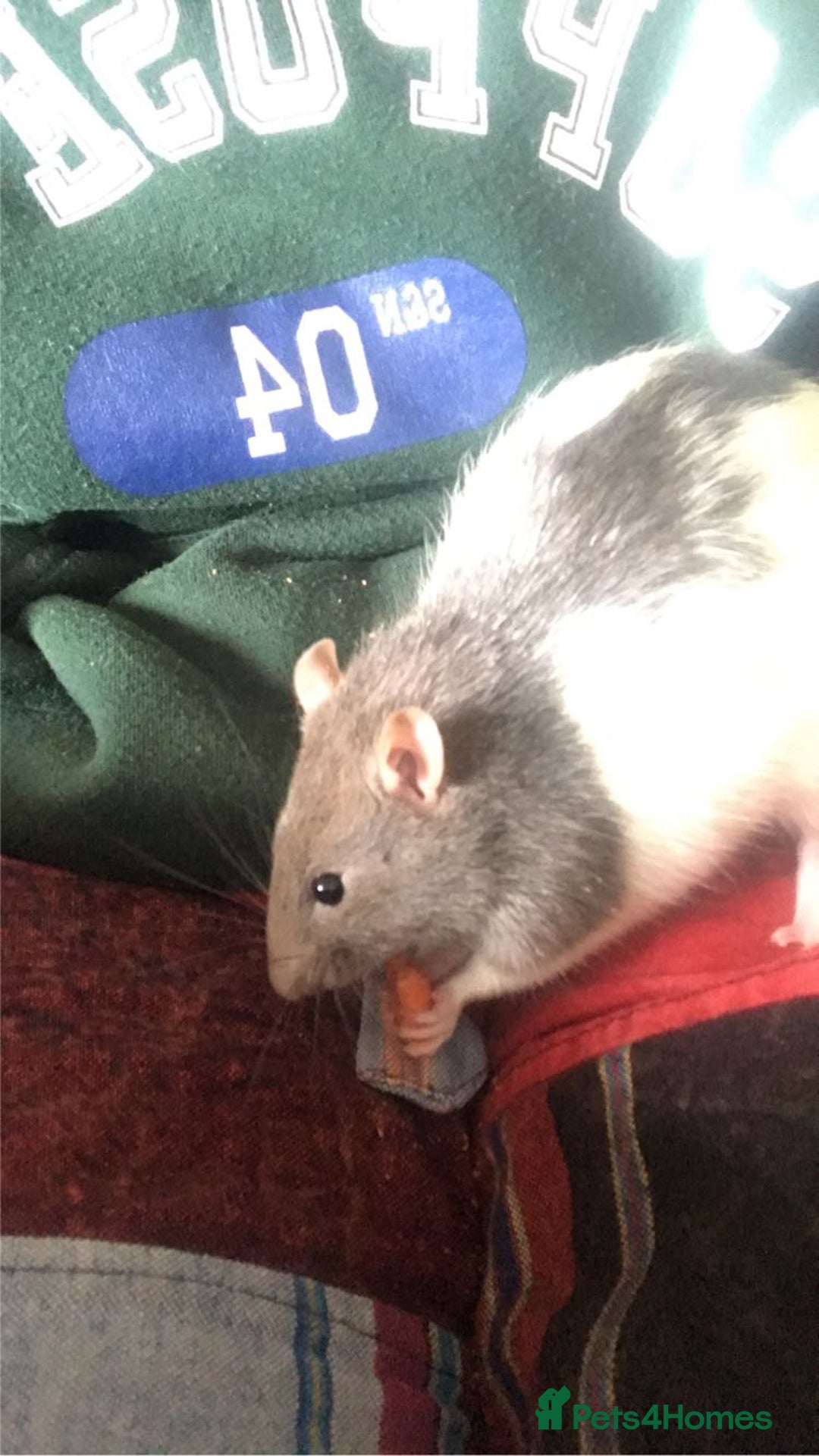 Rat rodents for sale: 2 Male rats - Image 1