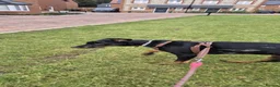 Mixed Breed dogs for sale: Rehome our beautiful Beauceron/Doberman - Advert 2