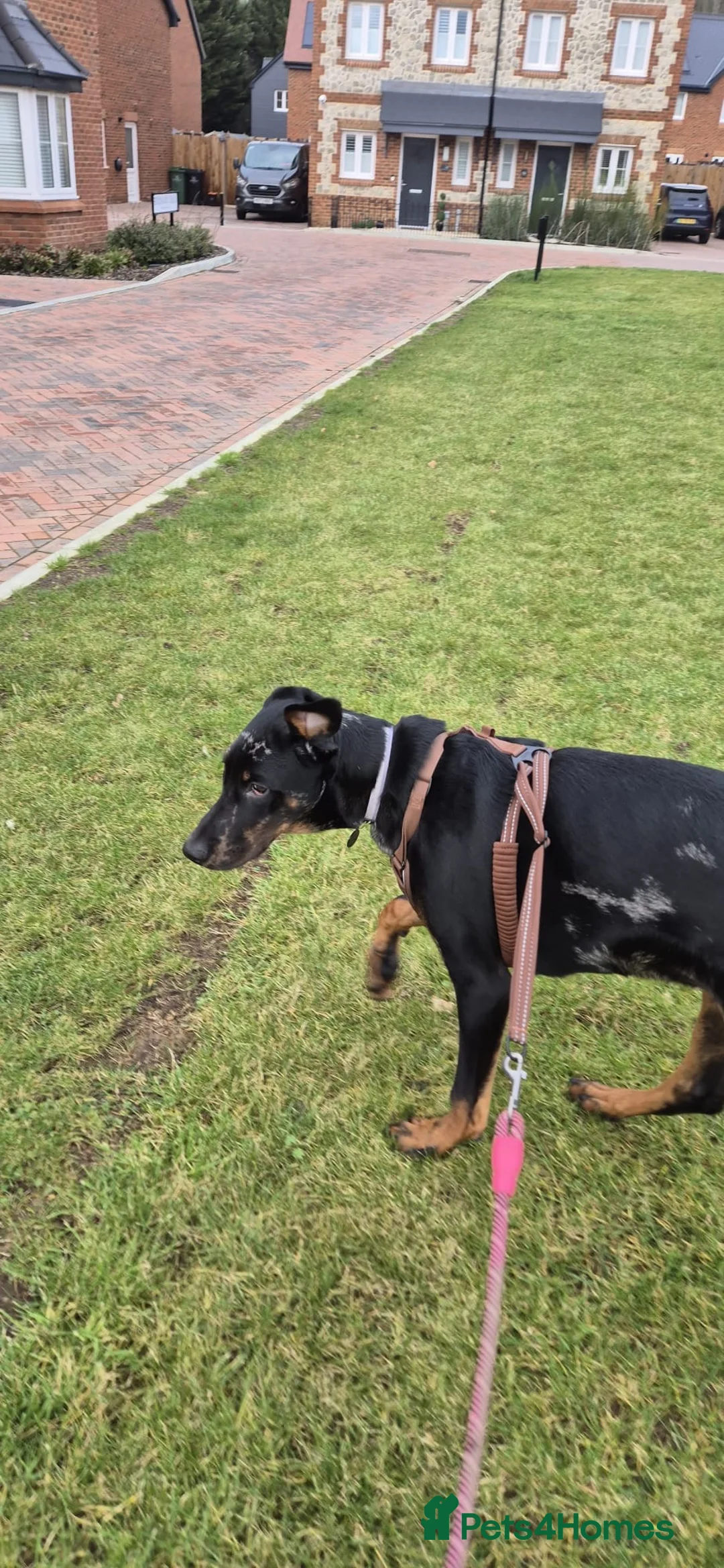 Mixed Breed dogs for sale: Rehome our beautiful Beauceron/Doberman - Advert 2